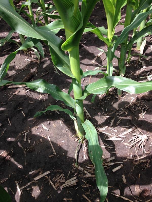 6-15-15 Stalk.jpg